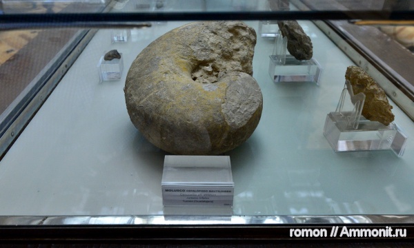 наутилоидеи, музеи, Nautiloidea, Geominero