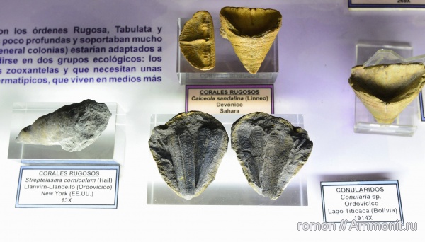 кораллы, музеи, Calceola sandalina, Geominero