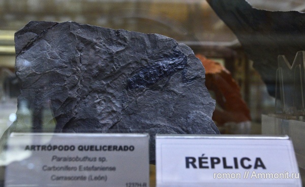 музеи, членистоногие, Geominero