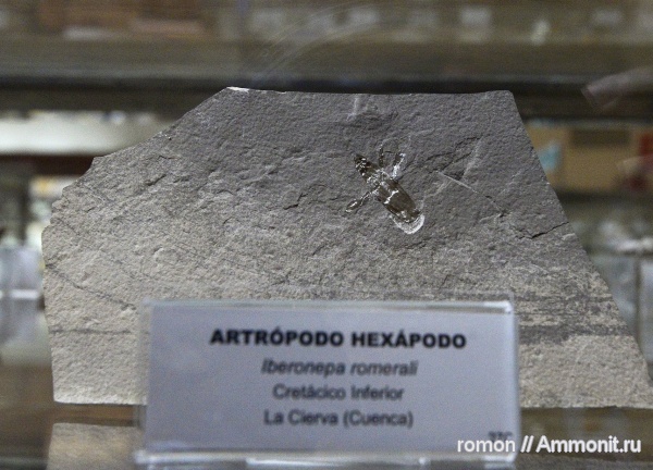 музеи, членистоногие, Geominero