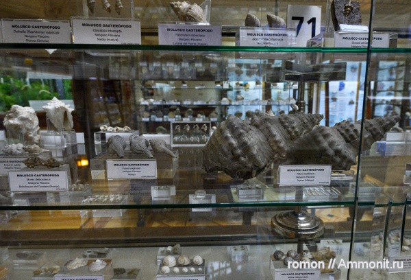 гастроподы, моллюски, музеи, Geominero