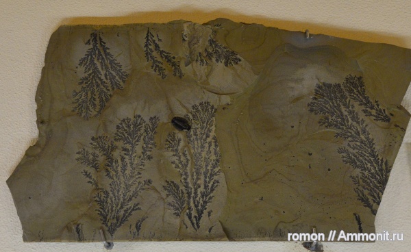 трилобиты, музеи, Geominero