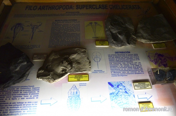 музеи, членистоногие, ракоскорпионы, Geominero