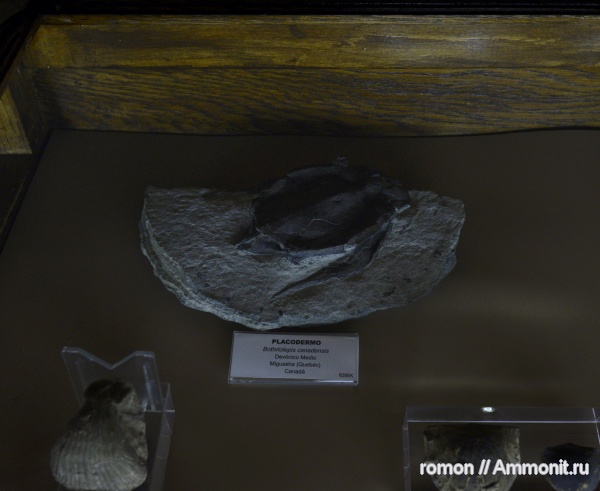 девон, плакодермы, Bothriolepis