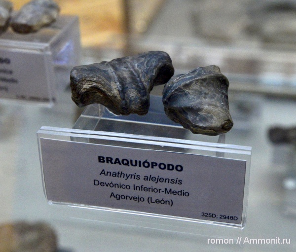 брахиоподы, девон, anathyris alejensis