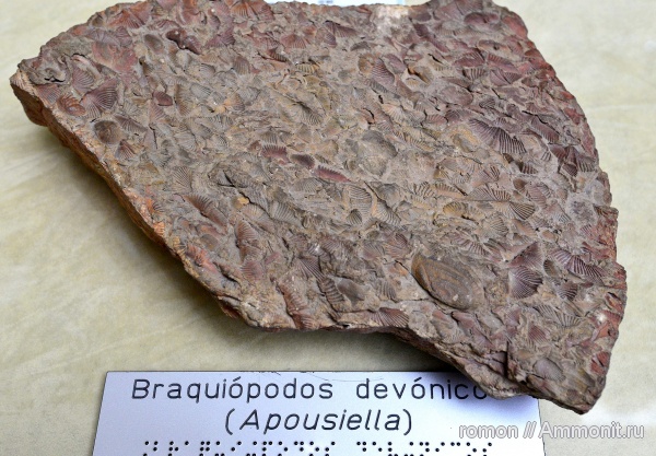 брахиоподы, девон, музеи, apousiella