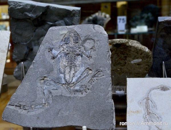 амфибии, музеи