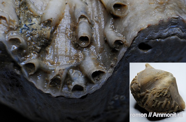 брахиоподы, девон, Devonian, Aulopora, Cyrtospirifer, Hederella, Spiriferida, обрастание, Epizoans