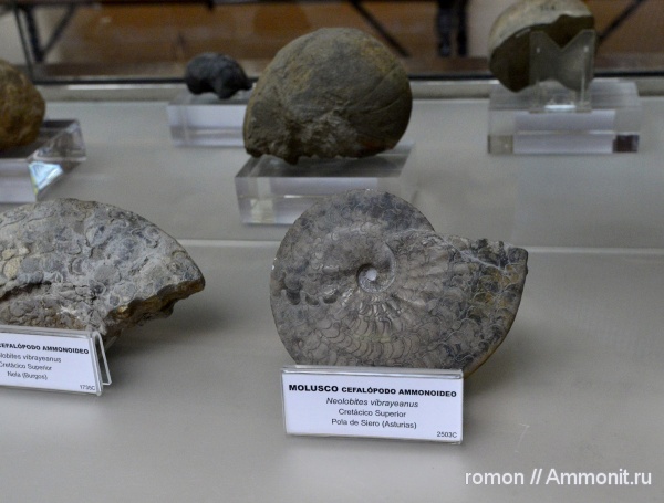 аммониты, музеи