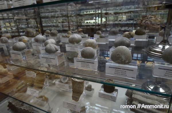 иглокожие, музеи