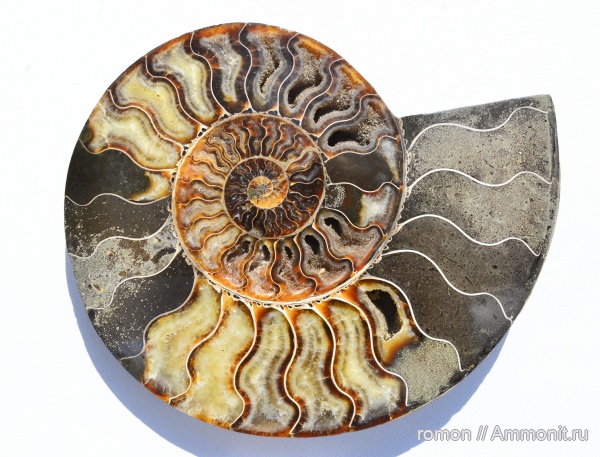 аммониты, Мадагаскар