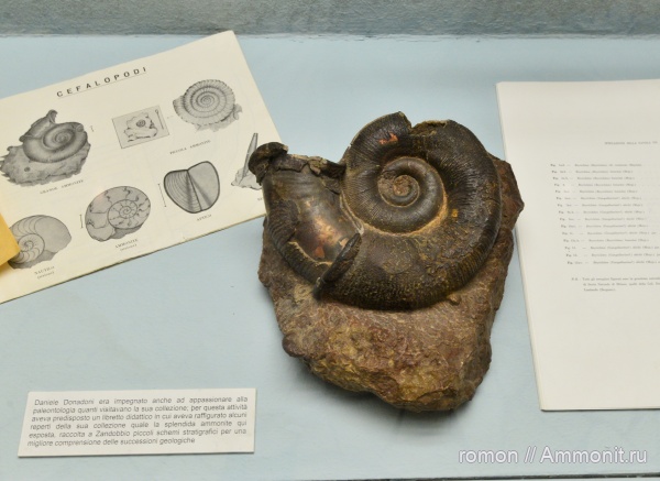 аммониты, музеи, Бергамо