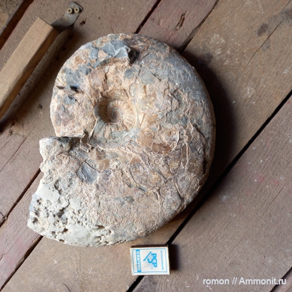 аммониты
