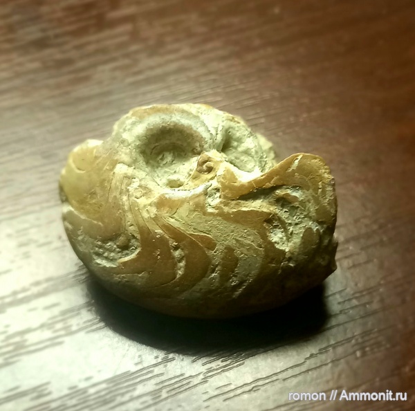 аммониты, девон, аммоноидеи, Manticoceras