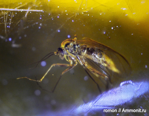 янтарь, инклюзы