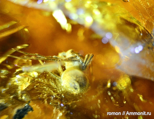 янтарь, инклюзы