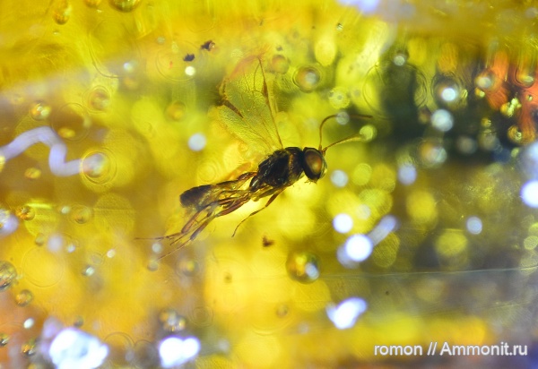 янтарь, инклюзы