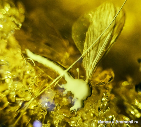 янтарь, инклюзы