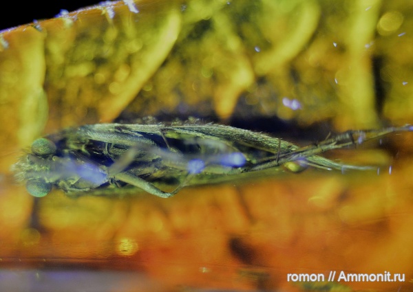 янтарь, инклюзы