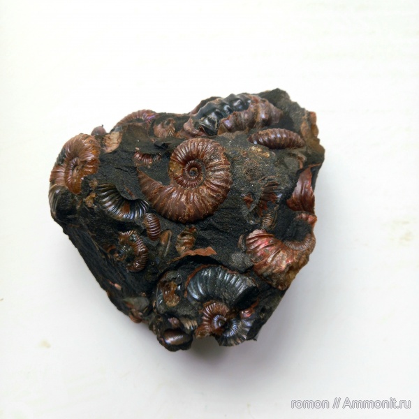 аммониты