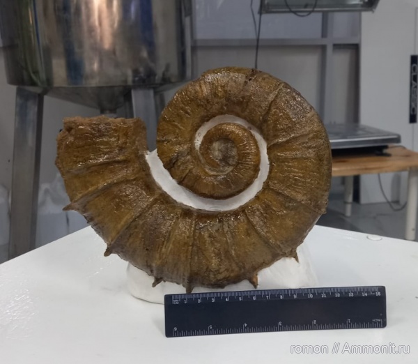 аммониты