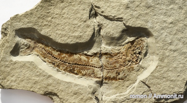 рыбы, р. Пшеха