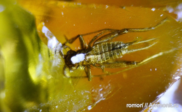 янтарь, инклюзы