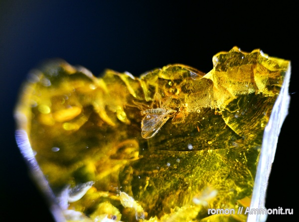 янтарь, инклюзы