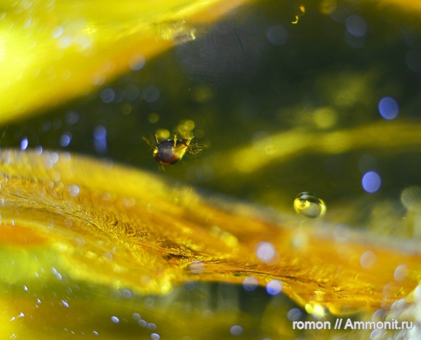 янтарь, инклюзы