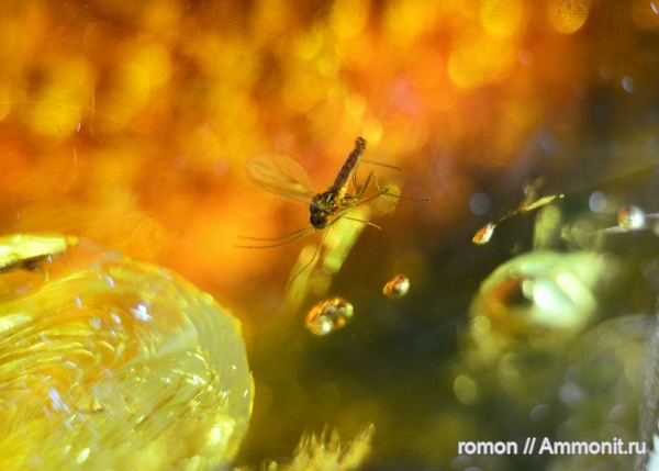 янтарь, инклюзы