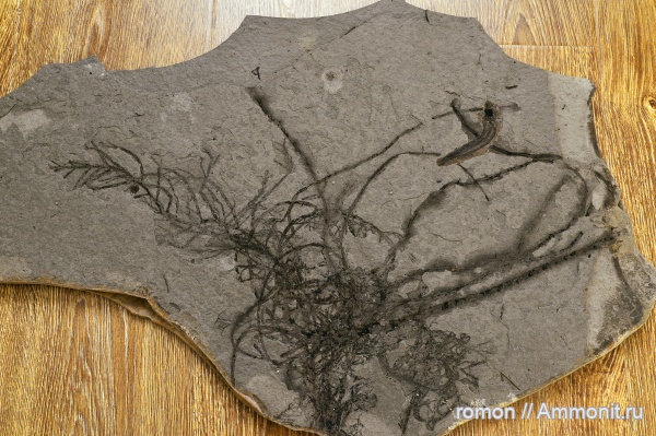 рыбы, водоросли, р. Пшеха