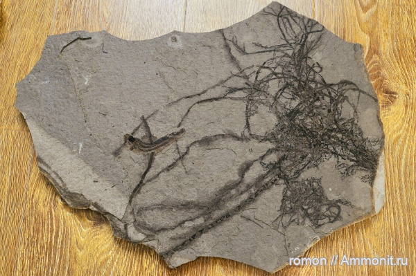 неоген, р. Пшеха