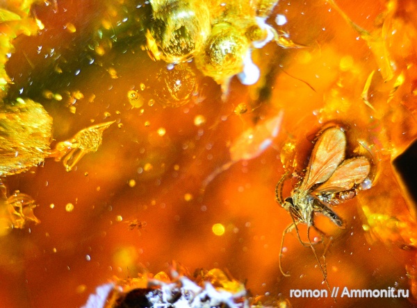 янтарь, инклюзы