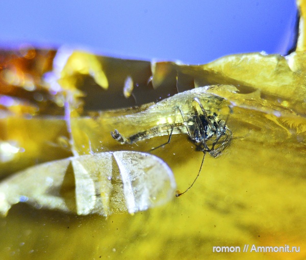 янтарь, инклюзы