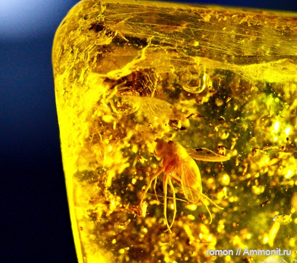 янтарь, инклюзы