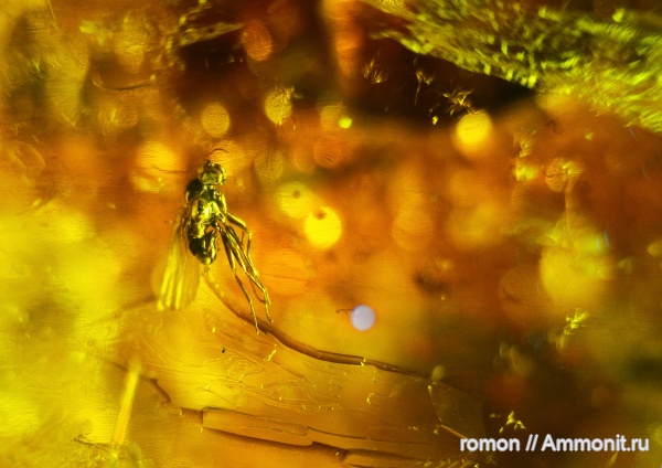 янтарь, инклюзы