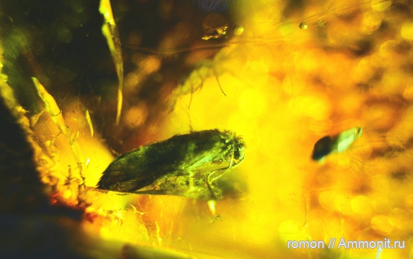 янтарь, инклюзы