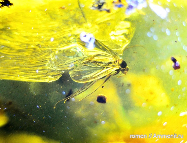 янтарь, инклюзы