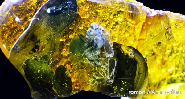 янтарь, инклюзы