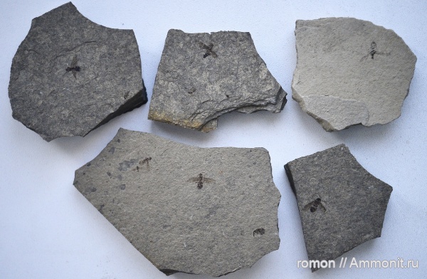 неоген, насекомые