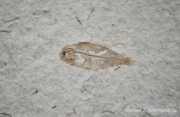 неоген, р. Пшеха