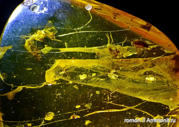 янтарь, инклюзы