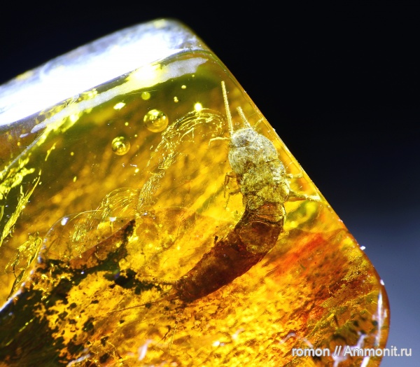 янтарь, инклюзы