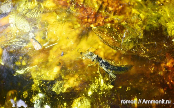 янтарь, инклюзы