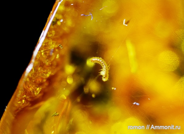 янтарь, инклюзы