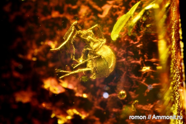 янтарь, инклюзы