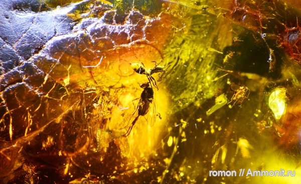 янтарь, инклюзы