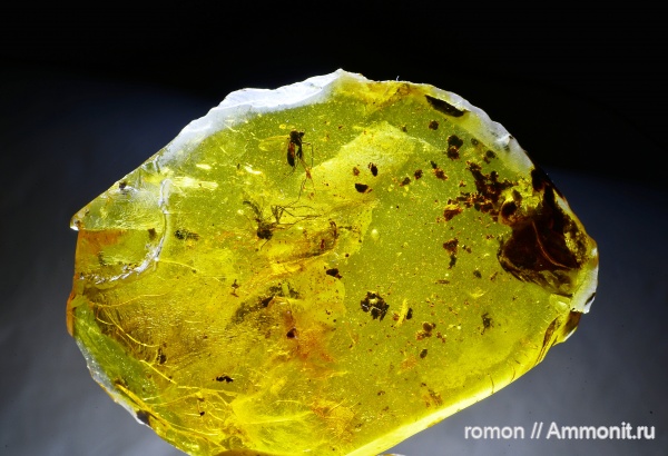 янтарь, инклюзы