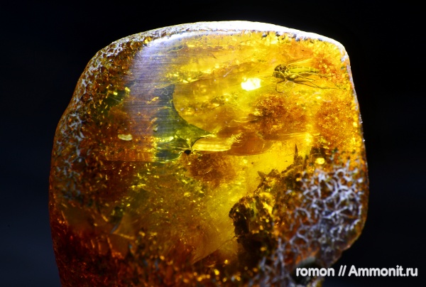 янтарь, инклюзы