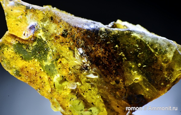 янтарь, инклюзы